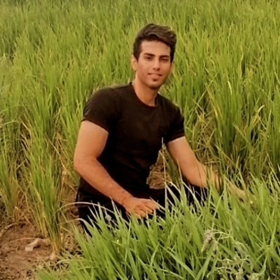 آرین